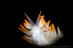 O R A N G I E
Nudibranch (Cuthona sp.)
Tulamben, Indone... by Irwin Ang 